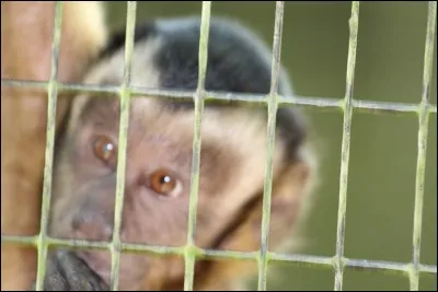 Une rabouillère est un petit terrier ou la lapine de garenne met bas !