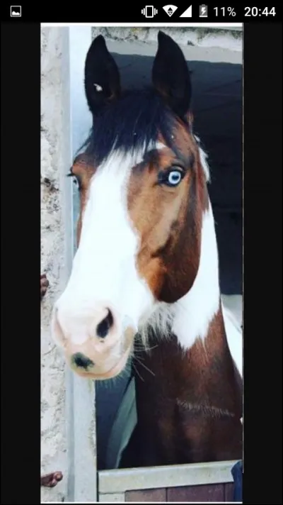 Comment s'appelle ce cheval ?