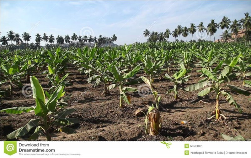 Lequel de ces pays a encore beaucoup de champs naturels de bananes ?