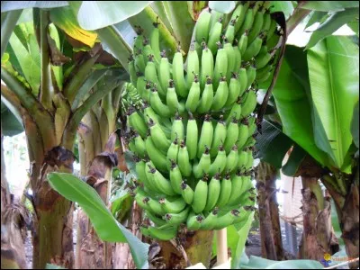 La banane tombe du...