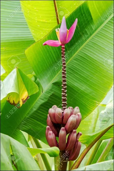 Quelle est la particularité des bananes sauvages ?