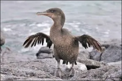 Le cormoran aptère (sans ailes) ne se trouve qu'en un seul endroit du globe. Où ?