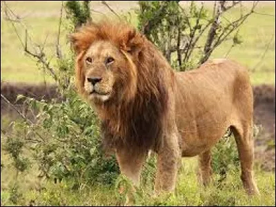 Quel est cet animal ?