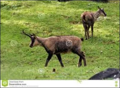 Comment appelle-t-on les chamois pyrénéens ?