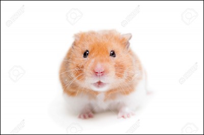 Quelle est la race de ce hamster ?