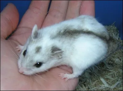 Quelle est la race de ce hamster ?
