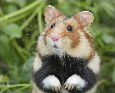 Quelle est la race de ce hamster ?