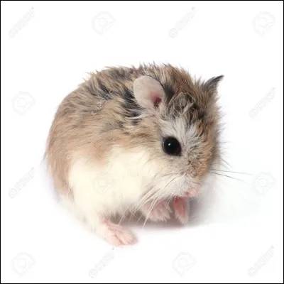 Quelle est la race de ce hamster ?