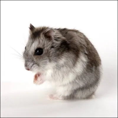 Est-ce que toutes les espèces de hamsters sont élevées en captivité comme animal de compagnie ?
