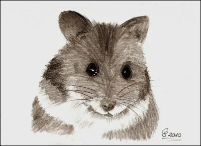 Les hamsters sont des...