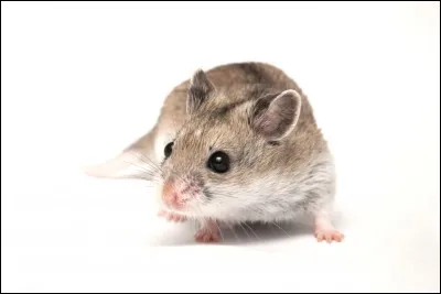 Combien de petits par portée a le hamster chinois ?