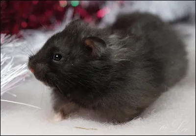 Combien de petits par portée a le hamster syrien ?