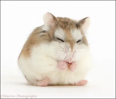 Les races de hamsters Roborovski ....