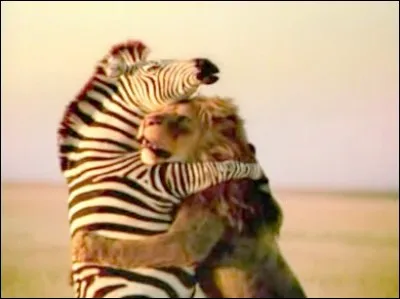 Drôle de coco, il a une robe rayée.