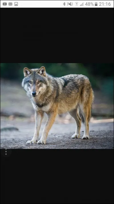 Quel est ton animal favori ?