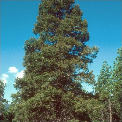 Tirant son nom d'un botaniste écossais, quel pin porte un nom qui tend à le confondre avec le genre Abies ?