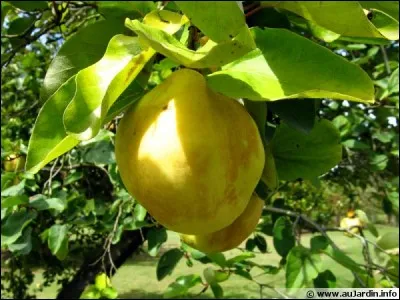 Quelles cellules donnent aux poires et aux coings leur texture granuleuse ?