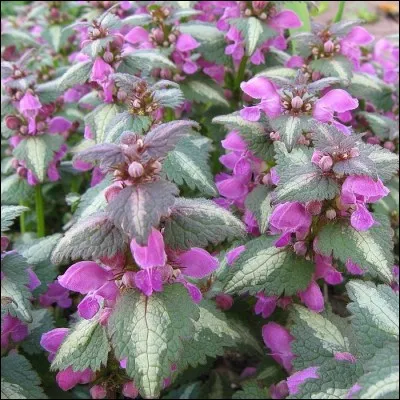 Le lamium maculatum a des noms différents. Lequel n'est pas l'un d'eux ?