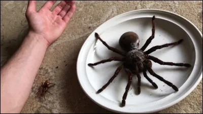 Les araignées ont combien de pattes ?