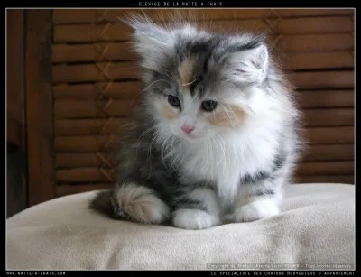 Les chats aiment-ils l'eau ?