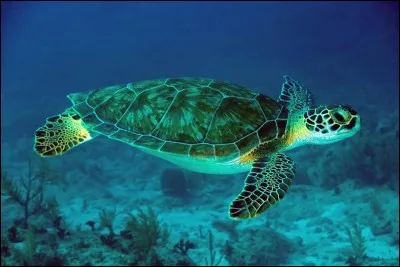 N'y a-t-il que des femelles ou des mâles tortues ?