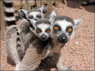 Les lémuriens sont-ils toujours adorables ?