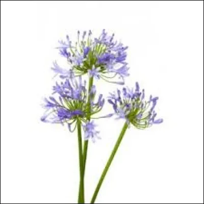 De quelle fleur s'agit-il ?