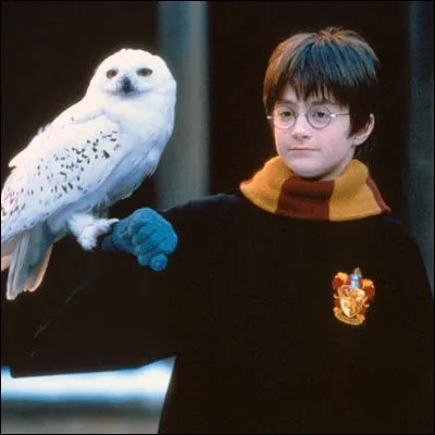 Comment s'appelle le hibou que Hagrid achète à Harry pour son anniversaire ?
