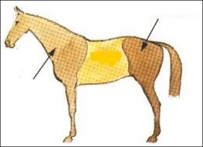 Où se situe le corps du cheval ?