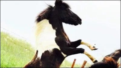 Ce cheval est de robe :