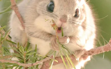 Quiz Animaux