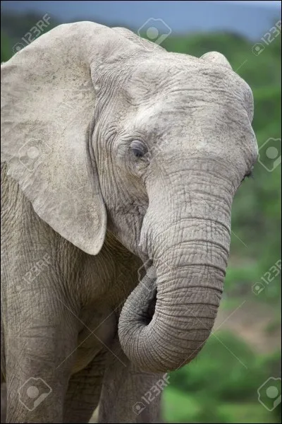 À quelle famille appartient l'éléphant ?