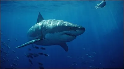 À quelle famille appartient le requin ?
