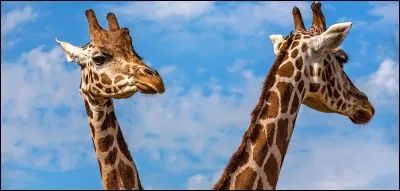 À quelle famille appartient la girafe ?