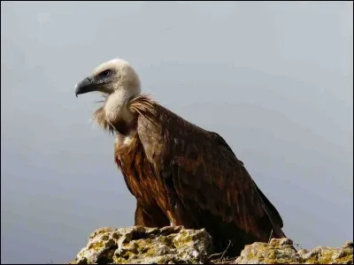 À quelle famille appartient le vautour ?