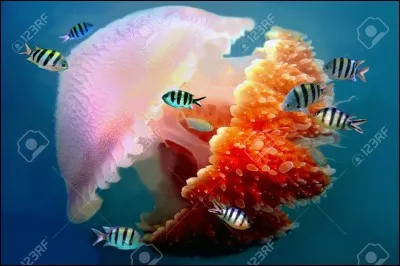 À quelle famille appartient la méduse ?