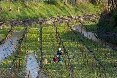 W - Le "wasabi" pousse en milieu semi-aquatique.