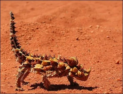 M - Le "moloch", lézard d'Australie couvert d'épines pointues, est très agressif.