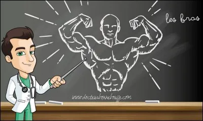 R - L'avant-bras comporte deux os longs, le "radius" et le cubitus.