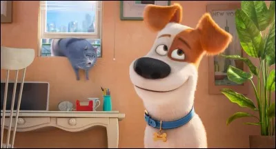 Comment s'appelle ce chien ?