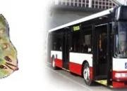 Quiz Rbus faciles (lgumes)