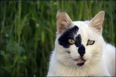 Chat noir et blanc :
