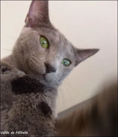 Matou gris pommelé :