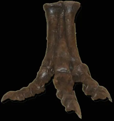 Les pattes postérieures des dinosaures possèdent :