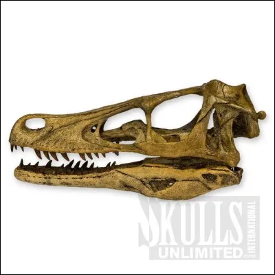 Velociraptor chassait :