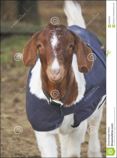 Comment dit-on "chèvre" ?