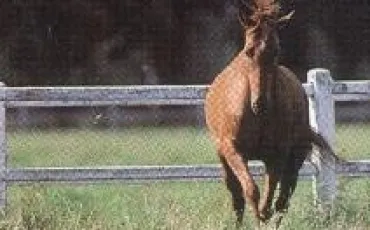 Quiz Galop 2