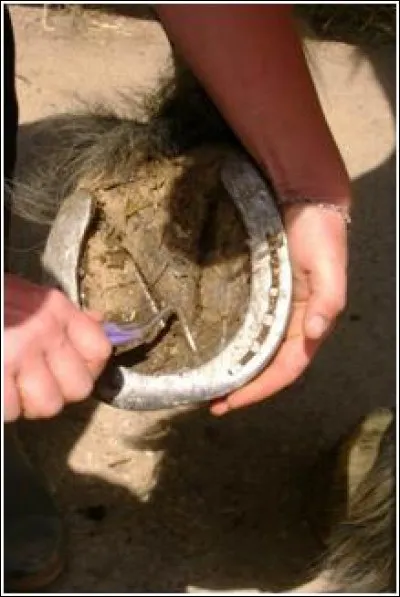 Quand on cure les sabots, on ...