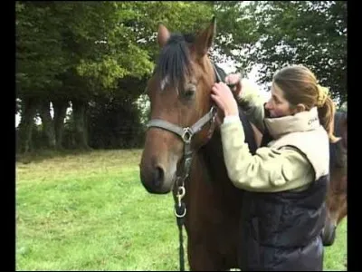 Pour faire entrer ou lâcher son équidé dans un logement en extérieur, il faut :