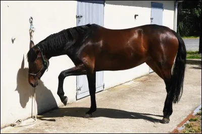 Si il gratte ses antérieur ou donne des coup de pied dans le mur sa signifie que (2 réponse possible) :